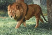 adult lion walking beside tree