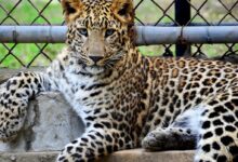 Wild Cat Inside A Cage
