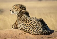 Selective Focus Photograph Of Cheetah