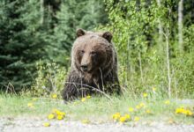 Photo of Grizzly Bear