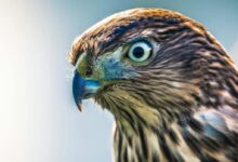 Close-up Photo of Brown Hawk