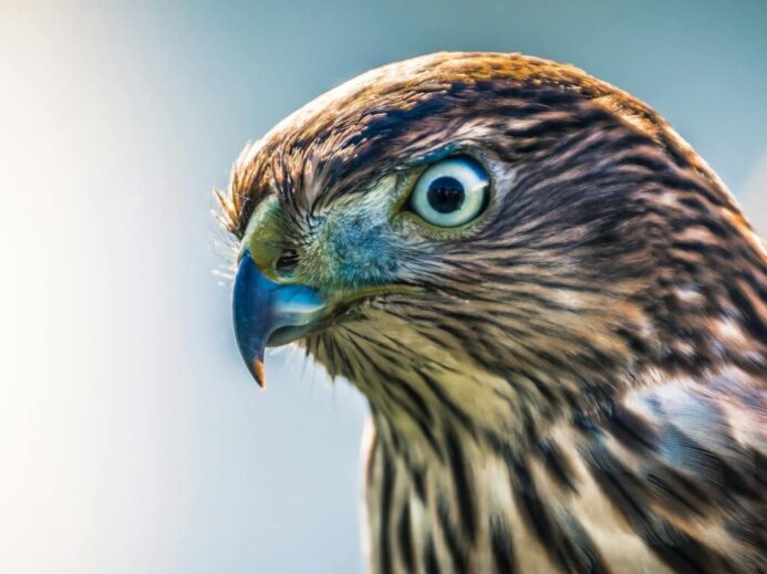 Close-up Photo of Brown Hawk