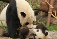 Photo of Panda and Cub Playing