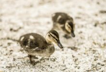 Two baby ducks walking on the ground