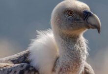 A close up of a vulture with a long beak