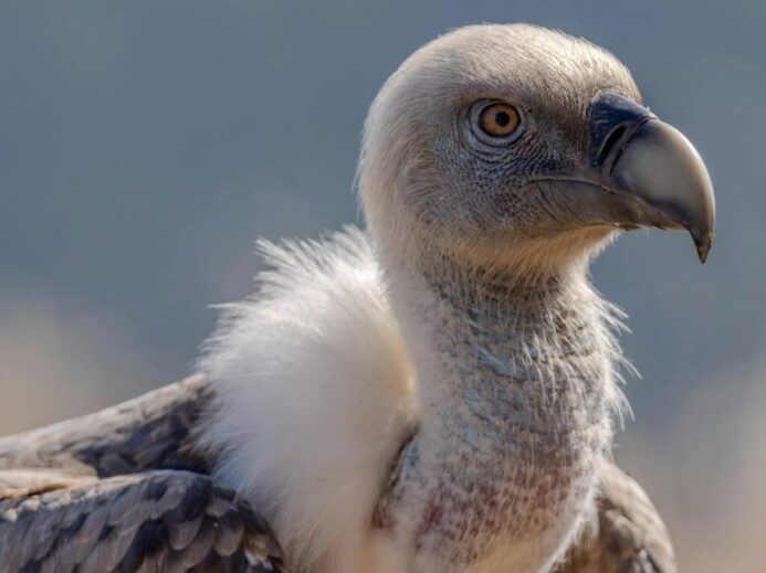 A close up of a vulture with a long beak