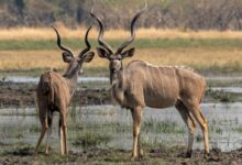 two antelope standing next to each other in a field