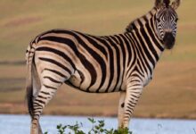 Zebra Standing on Grass