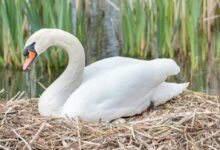 White Swan Brooding It's Eggs