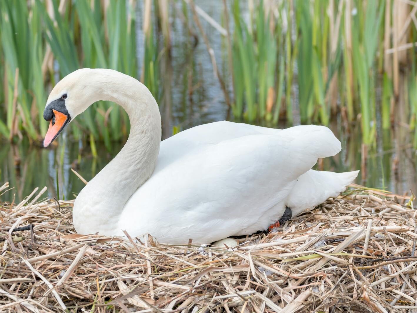 White Swan Brooding It's Eggs