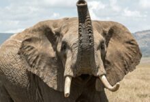 elephant on grass field