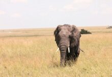 Elephant on Brown Grass Field