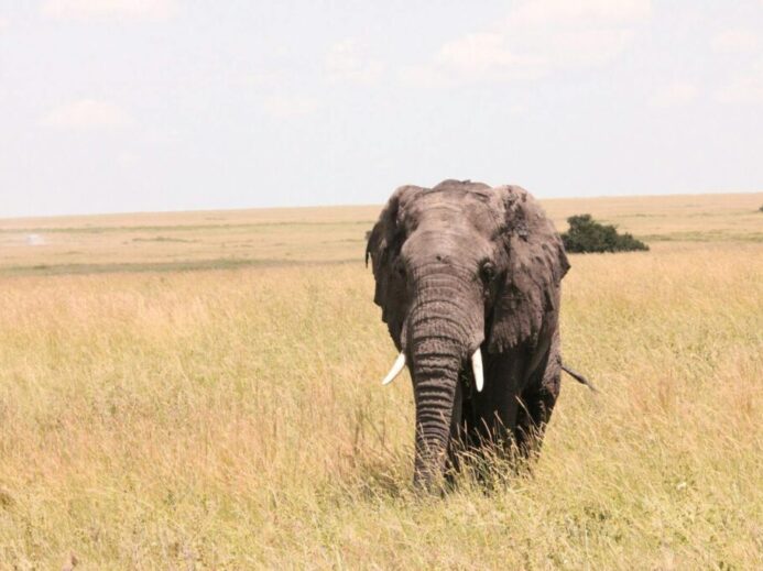 Elephant on Brown Grass Field