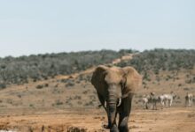 An Elephant on the Field