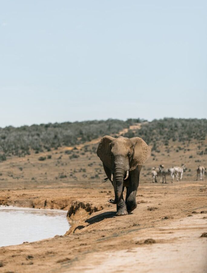An Elephant on the Field