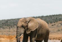 An Elephant on the Field