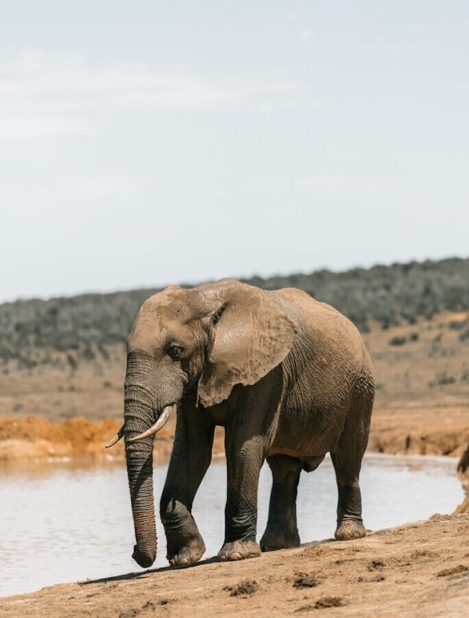 An Elephant on the Field