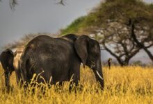 Black Elephant on Grass Field