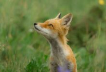 shallow focus photo of brown fox