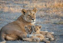 Brown Lioness on Brown Field