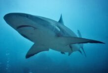 Close-Up Shot of Grey Reef Shark