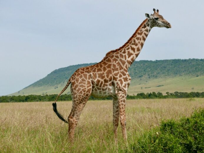 photo of brown giraffe