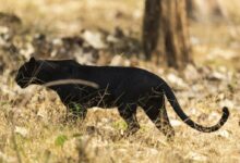 A Black Panther on Brown Grass