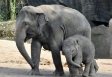 two elephants near trees