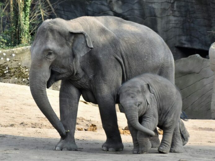 two elephants near trees