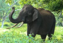Black Elephant Near Trees