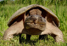 Snapping turtle