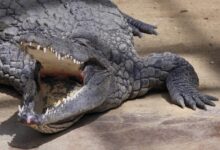 Crocodile