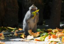 monkey eating papaya