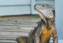 yellow and gray iguana standing on brown wooden panel