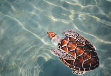 turtle swimming on body of water