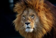 lion lying on black textile