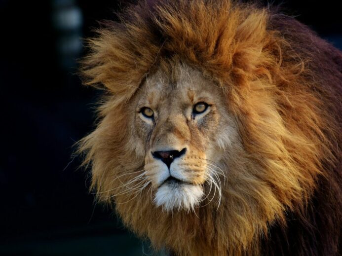 lion lying on black textile