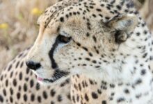 selective focus photography of cheetah