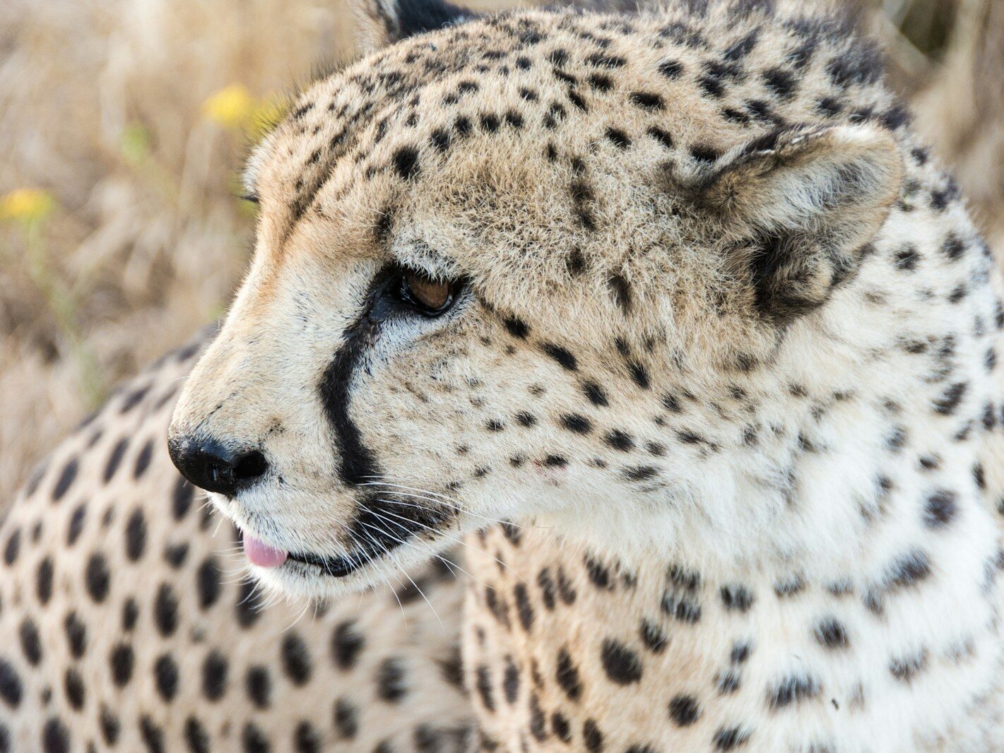 selective focus photography of cheetah