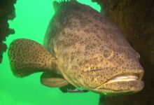 Goliath Grouper