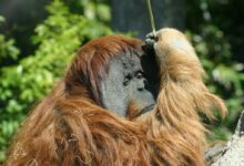 orangutan on top of gray rock during daytime