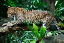 a leopard laying on a tree branch in a jungle