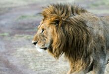 lion stand on soil