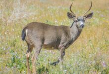 brown deer standing on grass