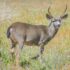 brown deer standing on grass