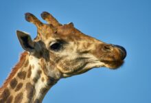 giraffe photograph