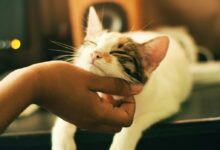 shallow focus photography of white and brown cat