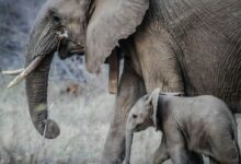 photo of black elephant