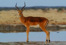 black and brown deer near body of water