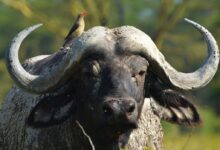 brown bird on top of black buffalo in selective focus photography